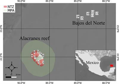 Being Isolated and Protected Is Better Than Just Being Isolated: A Case Study From the Alacranes Reef, Mexico